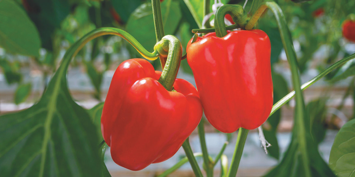 Agricola Azzurra punta su un nuovo polo orticolo Hi-Tech in Sicilia